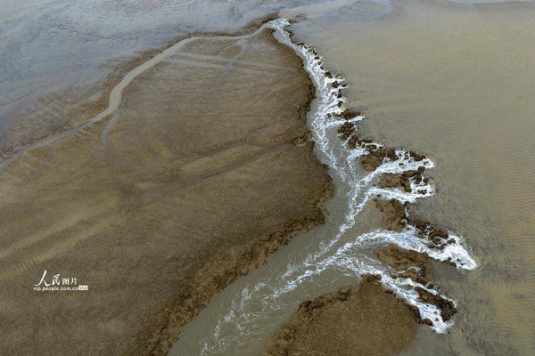 配资炒股配资专业 江苏盐城：黄海湿地现“潮汐树”景观